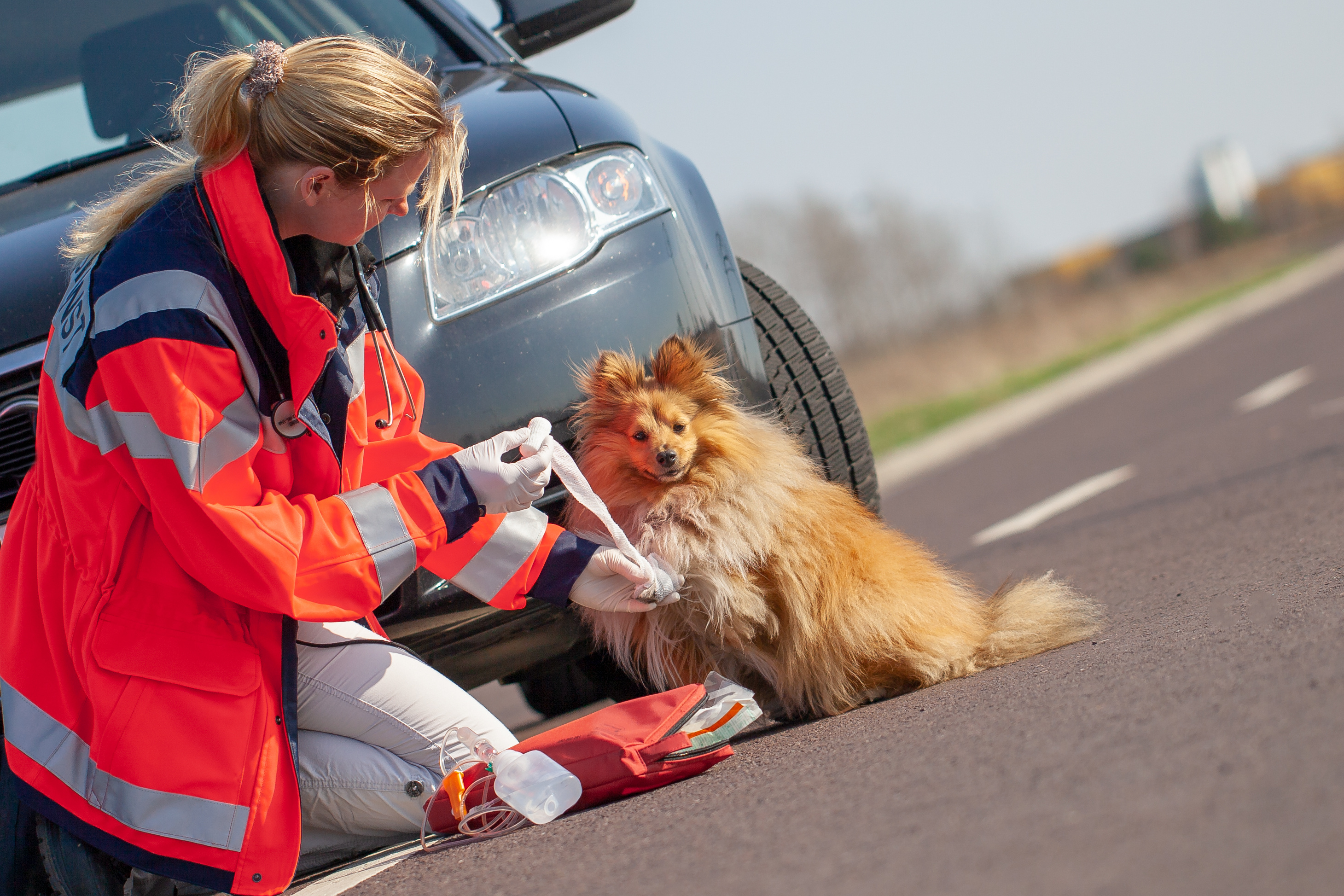 Animal Emergency Paramedic ®  Schnupperkurs